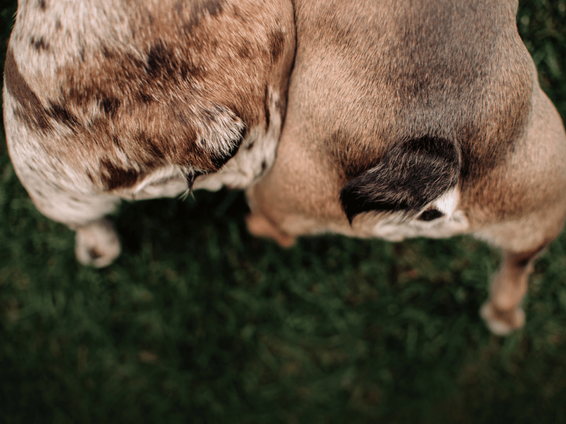 picture of bulldog tail pockets