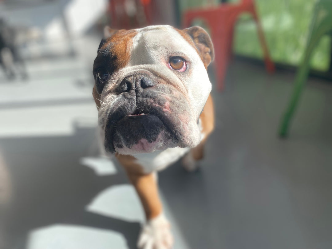 Picture of a Bulldog walking 