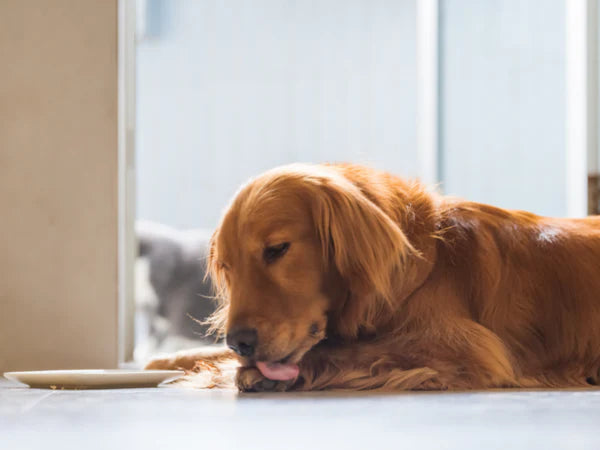 Why Do Dogs Lick or Chew Their Paws? Reasons and How to Help.