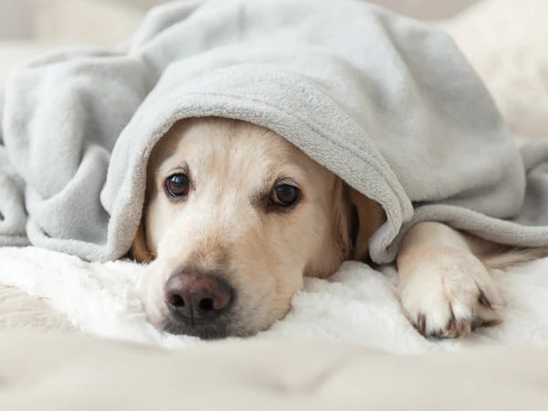 10 Common Dog Health Problems Every Pet Owner Should Be Aware Of