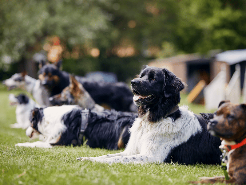 Multiple dogs lying down on grass
