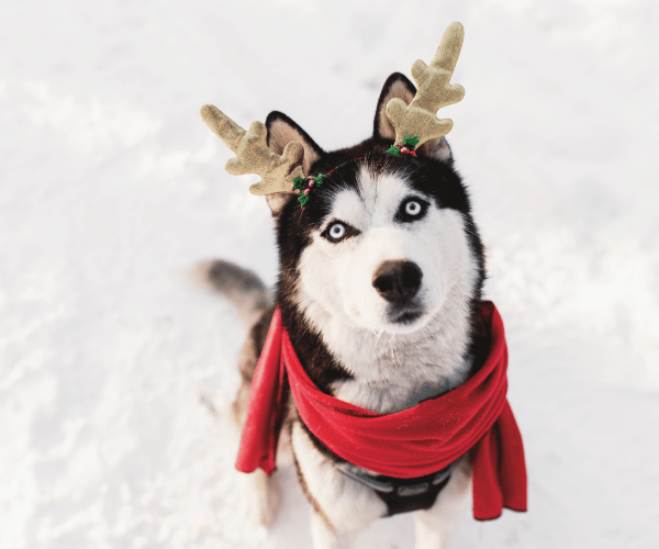 picture of a husky dog in the winter snow