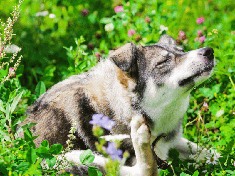 Picture of a husky dog itching their fur