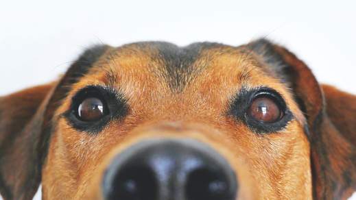 Dog up close