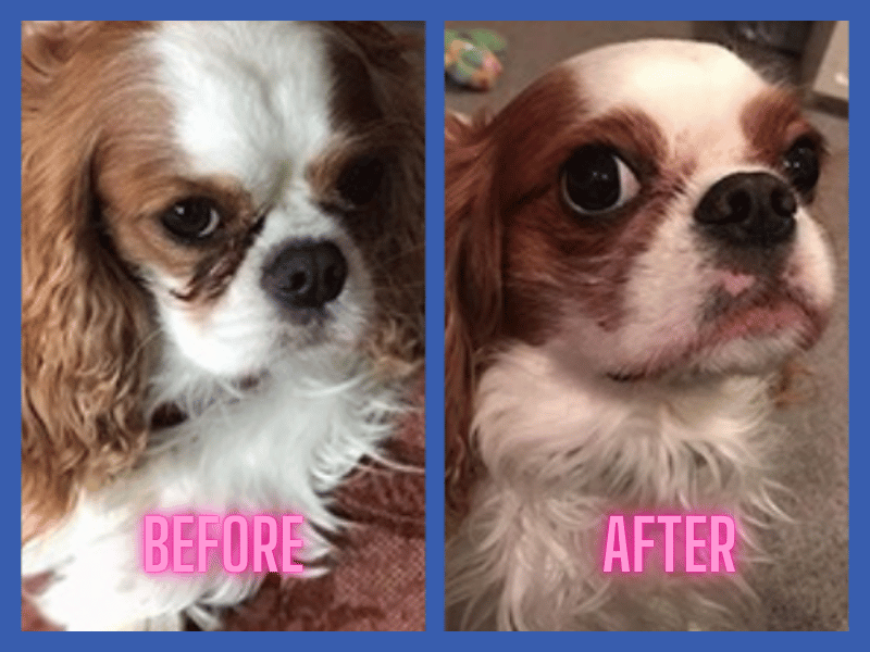king charles dog before and after using squishface products