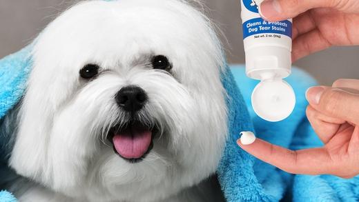 Dog using tear stain paste
