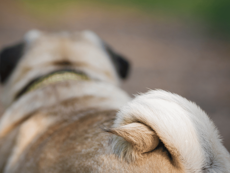 wrinkly pug dog's corkscrew tail 