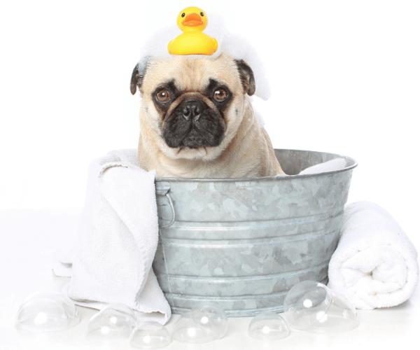 picture of a pug dog in a bathtub