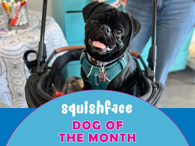 Dog In May Meet Our May Dog of the Month! 🐶 – Squishface
