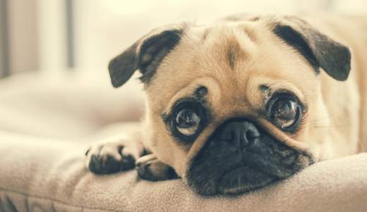 Pug sad on couch