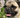 picture of a pug dog with a crusty nose