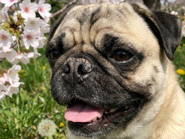 picture of a pug dog with a crusty nose