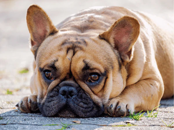 picture of a sad bulldog