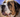 picture of a saint bernard dog with slobber
