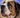 picture of a saint bernard dog with slobber