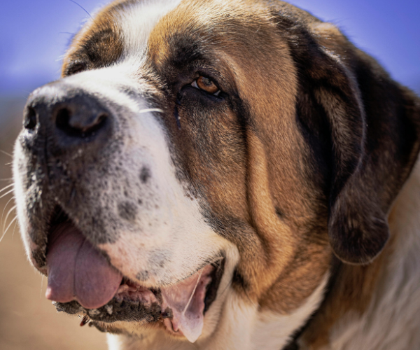 picture of a saint bernard dog with slobber