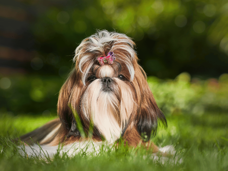 picture of a shih tzu dog outside