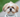 Shih tzu dog