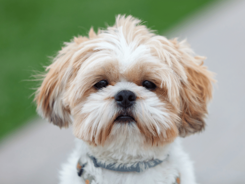 Shih tzu dog