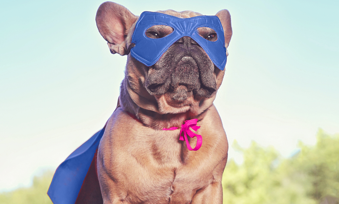 Picture of bulldog wearing superhero cape