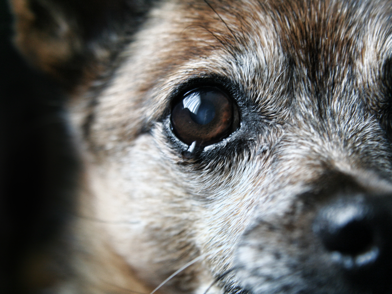 Teary eyed dog - epiphora