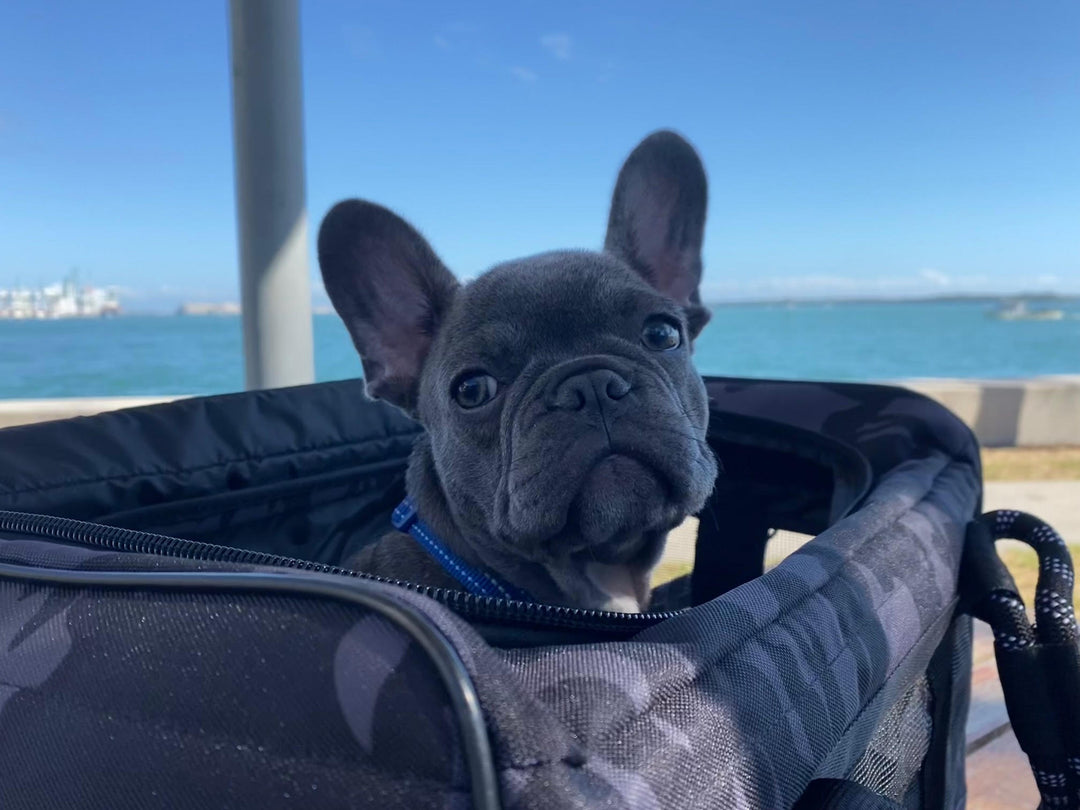 picture of a french bulldog in a dog carrier