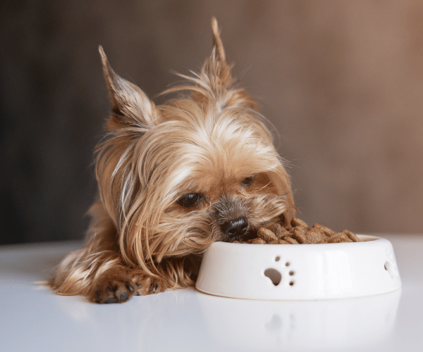 picture of a yorkie dog eating dog food from bowl