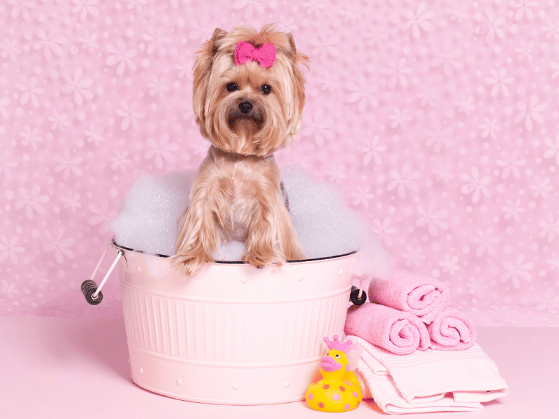 Yorkshire terrier being bathed and groomed
