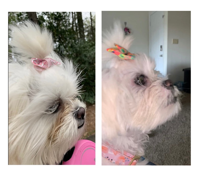 before and after pic of dog with tear stain removal cream