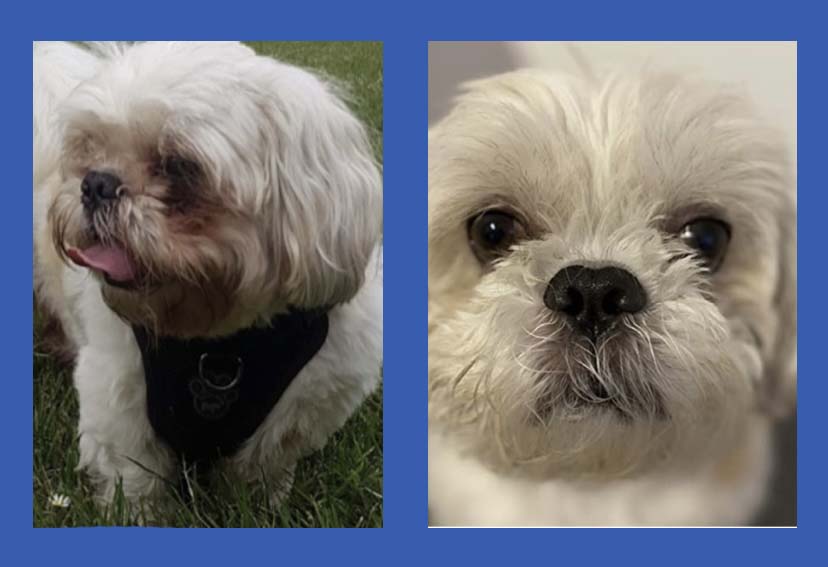 Tear Stains Best Diet For Maltese Dogs Tear Stain Remover For Dogs