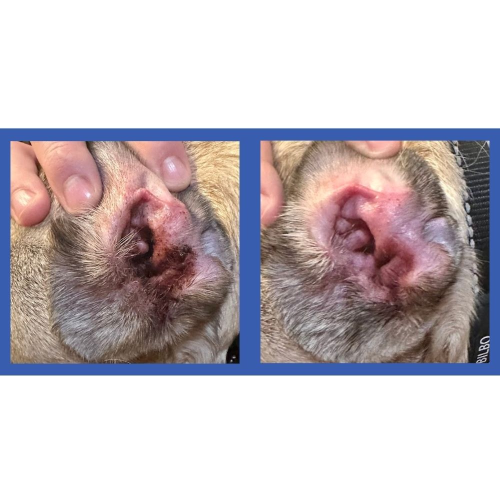 Squishface Dog Ear Wipes Before & After Pic 1