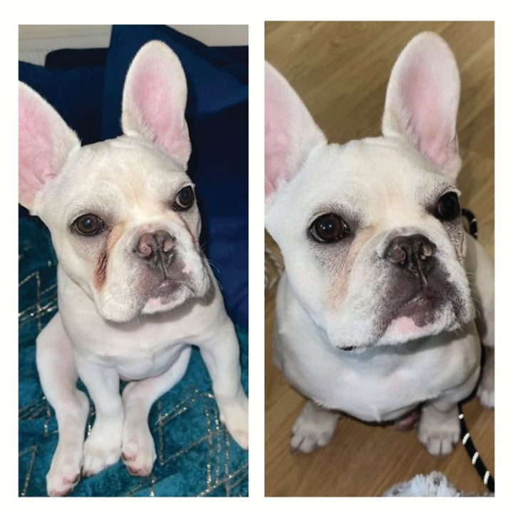 Squishface Wrinkle Wipes Dog Face Before After Pic for tear stain and irritated wrinklesSquishface Wrinkle Wipes Dog Face Before After Pic for tear stain and irritated wrinkles best dog wrinkle wipes on the market with phytosphingosine chlorhexidine ketoconazole