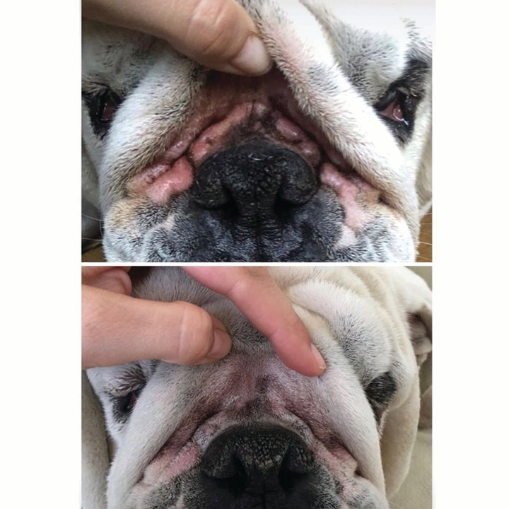Squishface Wrinkle Wipes Dog Face Before After Pic