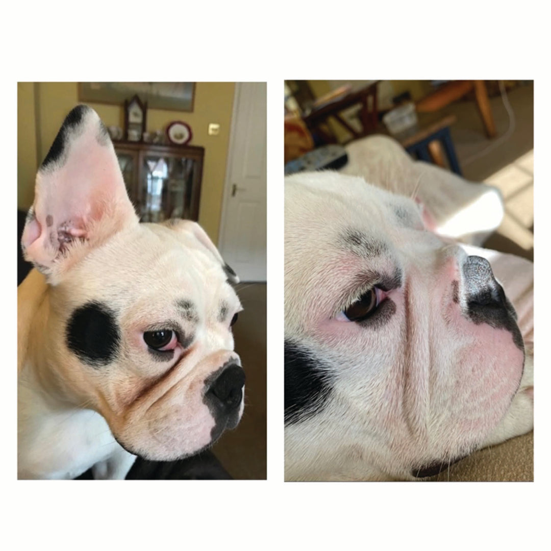 Squishface Wrinkle Wipes Dog Face Before After Pic for tear stain and irritated wrinkles best dog wrinkle wipes on the market with phytosphingosine chlorhexidine ketoconazole