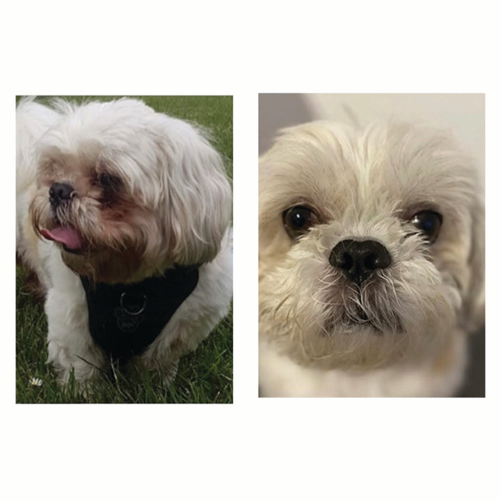 tear stain before and after of white fluffy dog
