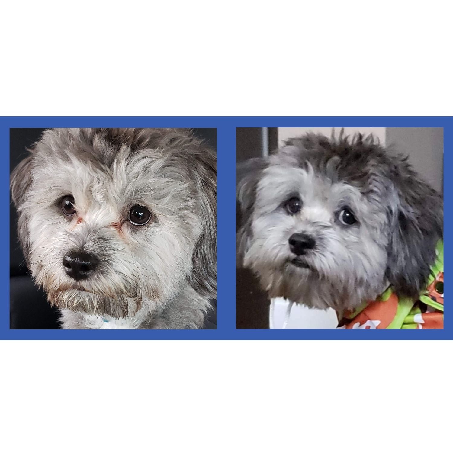 Squishface Tear Stain Paste Dog Tear Staining Before After Pic Image