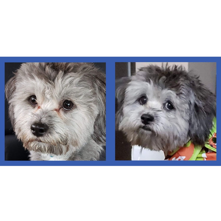 Squishface Tear Stain Paste Dog Tear Staining Before After Pic Image