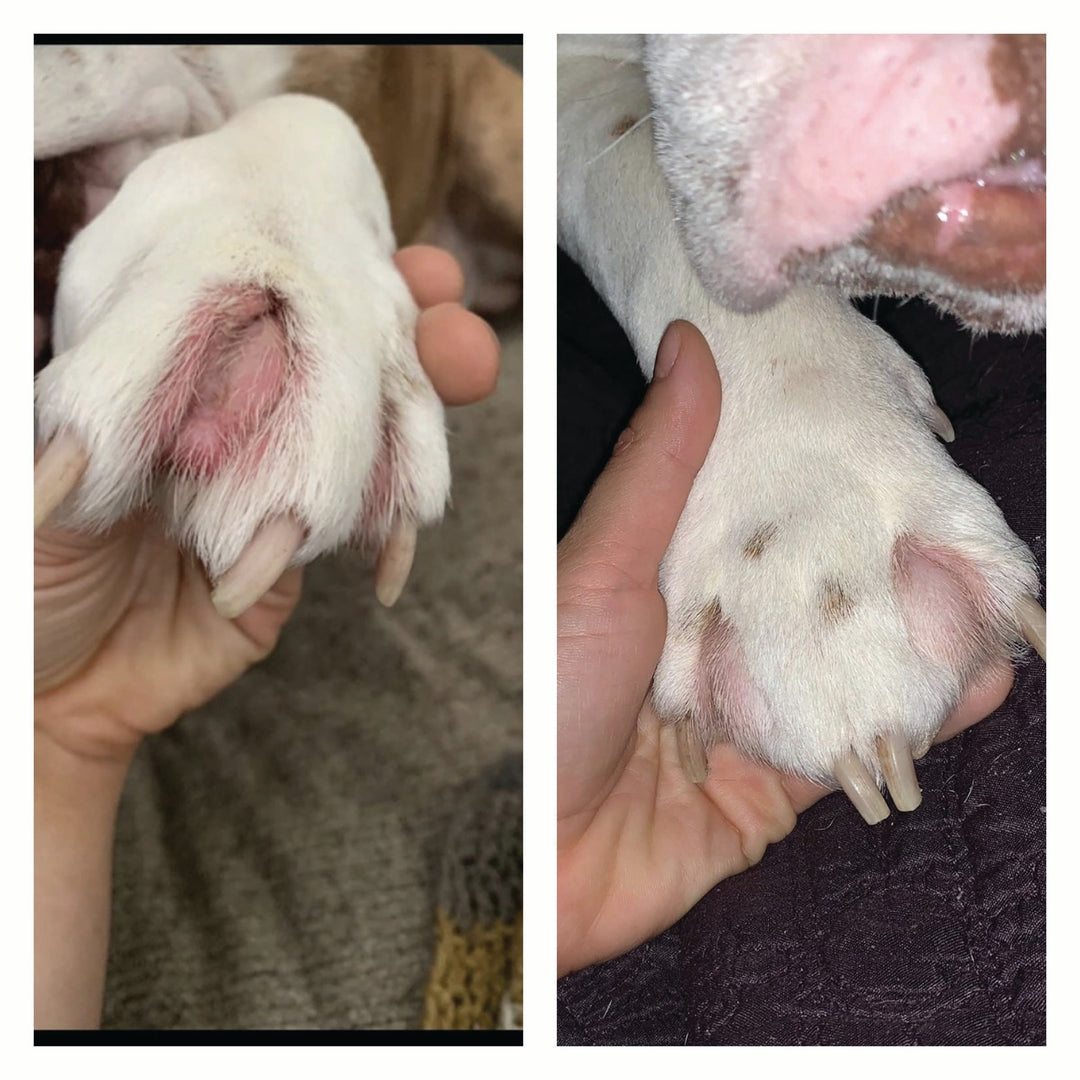 Squishface Wrinkle Wipes irritated dog paw Before After Pic