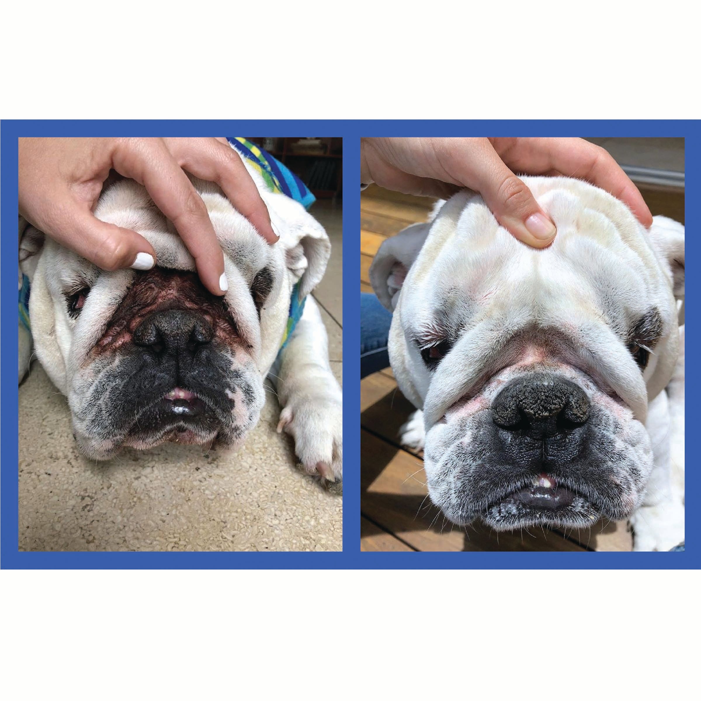 English bulldog no nose rope best sale