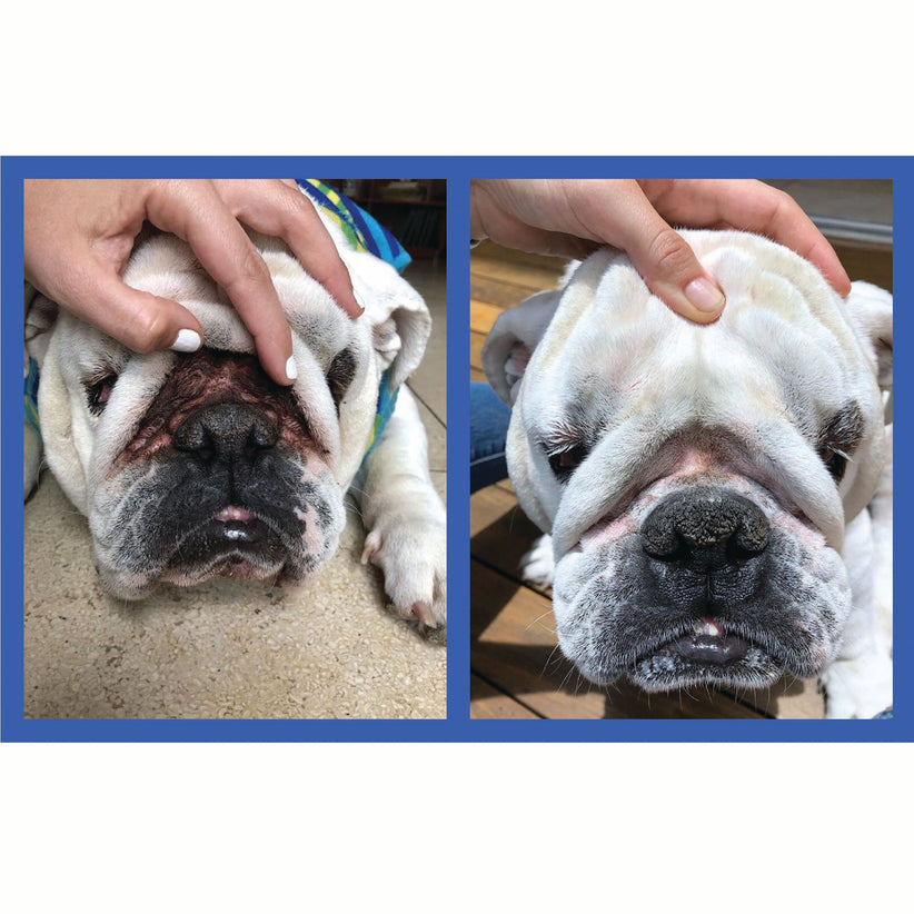 Squishface Wrinkle Paste English Bulldog Bully Nose Rope Wrinkle Wrinkles Tear Stain TearStains TearStaining Tear Staining Skinfold Skin Fold Dirty Raw Red Irritated Yeast Infected Infection Before After Photo Pic Pics