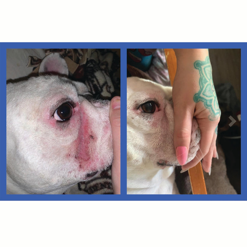 Squishface Wrinkle Paste English Bulldog Bully Nose Rope Wrinkle Wrinkles Tear Stain TearStains TearStaining Tear Staining Skinfold Skin Fold Dirty Raw Red Irritated Yeast Infected Infection Before After Photo Pic Pics