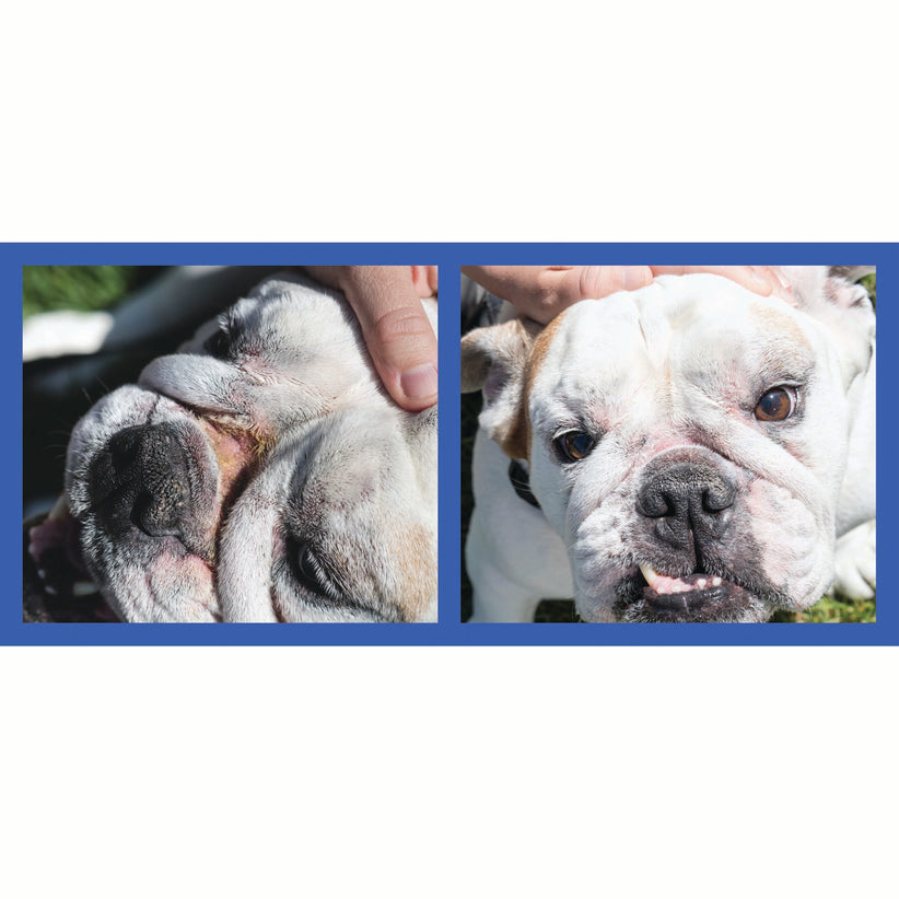 Squishface Wrinkle Paste English Bulldog Bully Nose Rope Wrinkle Wrinkles Tear Stain TearStains TearStaining Tear Staining Skinfold Skin Fold Dirty Raw Red Irritated Yeast Infected Infection Before After Photo Pic Pics