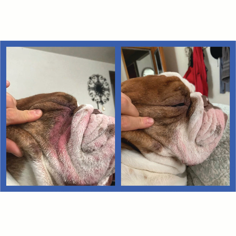 Squishface Wrinkle Paste English Bulldog Bully Nose Rope Wrinkle Wrinkles Tear Stain TearStains TearStaining Tear Staining Skinfold Skin Fold Dirty Raw Red Irritated Yeast Infected Infection Before After Photo Pic Pics