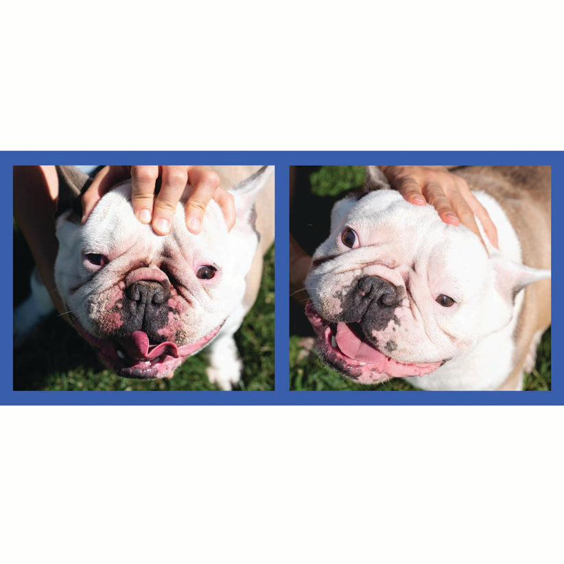 Squishface Wrinkle Paste English Bulldog Bully Nose Rope Wrinkle Wrinkles Tear Stain TearStains TearStaining Tear Staining Skinfold Skin Fold Dirty Raw Red Irritated Yeast Infected Infection Before After Photo Pic Pics