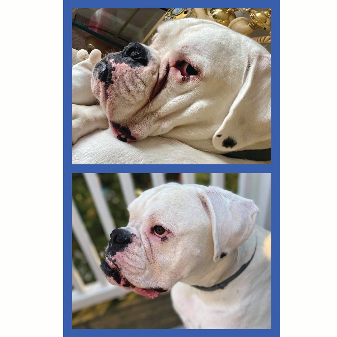 Squishface Wrinkle Paste Boxer Dog Tear Stain TearStains TearStaining Tear Staining Skinfold Skin Fold Pyoderma Dirty Raw Red Irritated Yeast Infected Infection Before After Photo Pic Pics