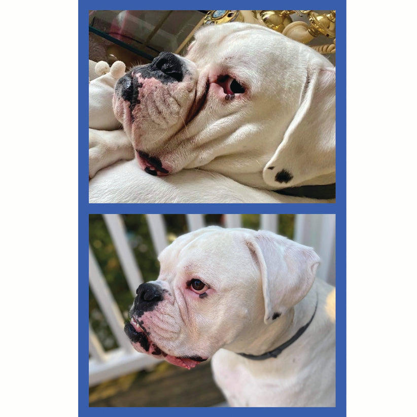 Squishface Wrinkle Paste English Bulldog Bully Nose Rope Wrinkle Wrinkles Tear Stain TearStains TearStaining Tear Staining Skinfold Skin Fold Dirty Raw Red Irritated Yeast Infected Infection Before After Photo Pic Pics