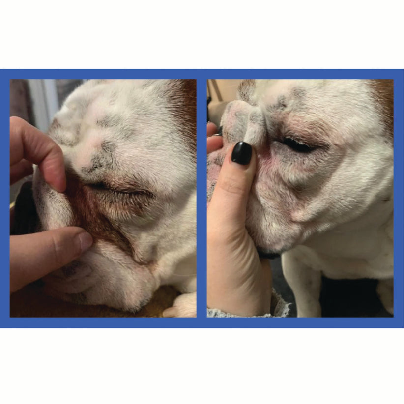 Squishface Wrinkle Paste English Bulldog Bully Nose Rope Wrinkle Wrinkles Tear Stain TearStains TearStaining Tear Staining Skinfold Skin Fold Dirty Raw Red Irritated Yeast Infected Infection Before After Photo Pic Pics