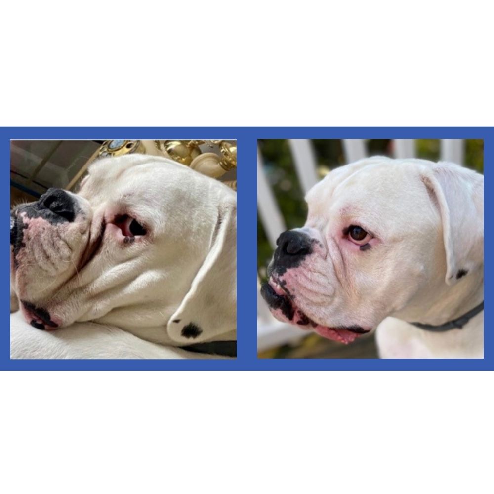 Squishface VIP Gift Set with Wrinkle Paste - Giftable Squishface Favorite for Wrinkly Breeds