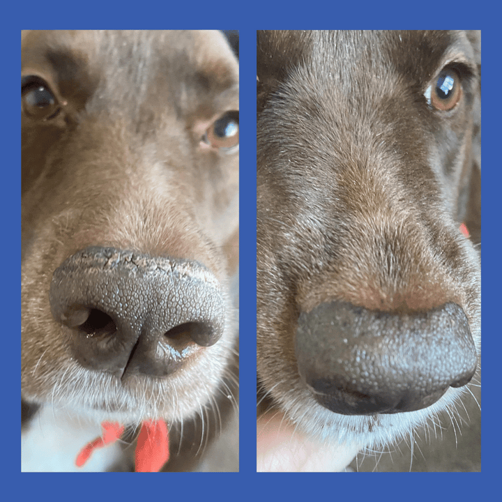 dry cracked dog nose before and after