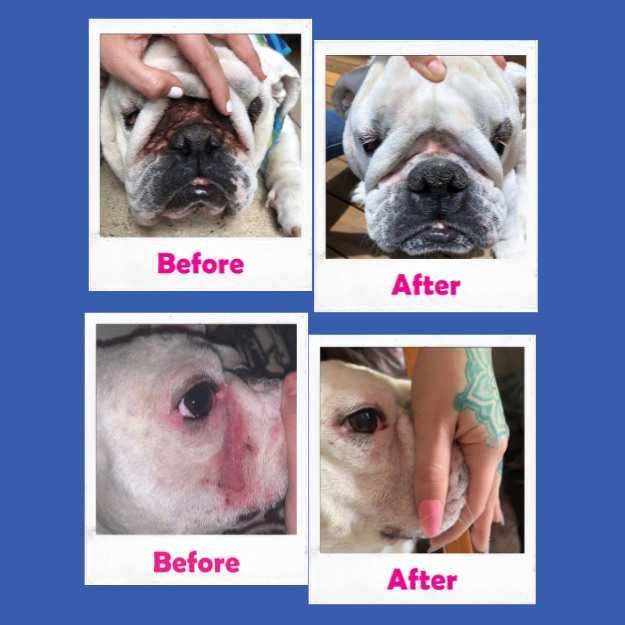 Bulldog Before & After Pics of Dirty Wrinkles